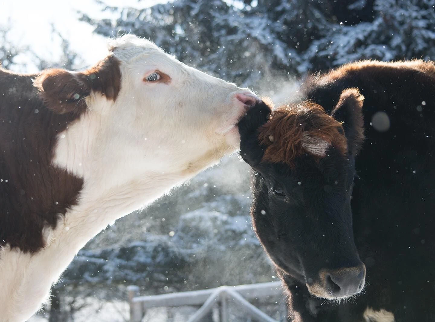 Two cows nuzzling in the snow