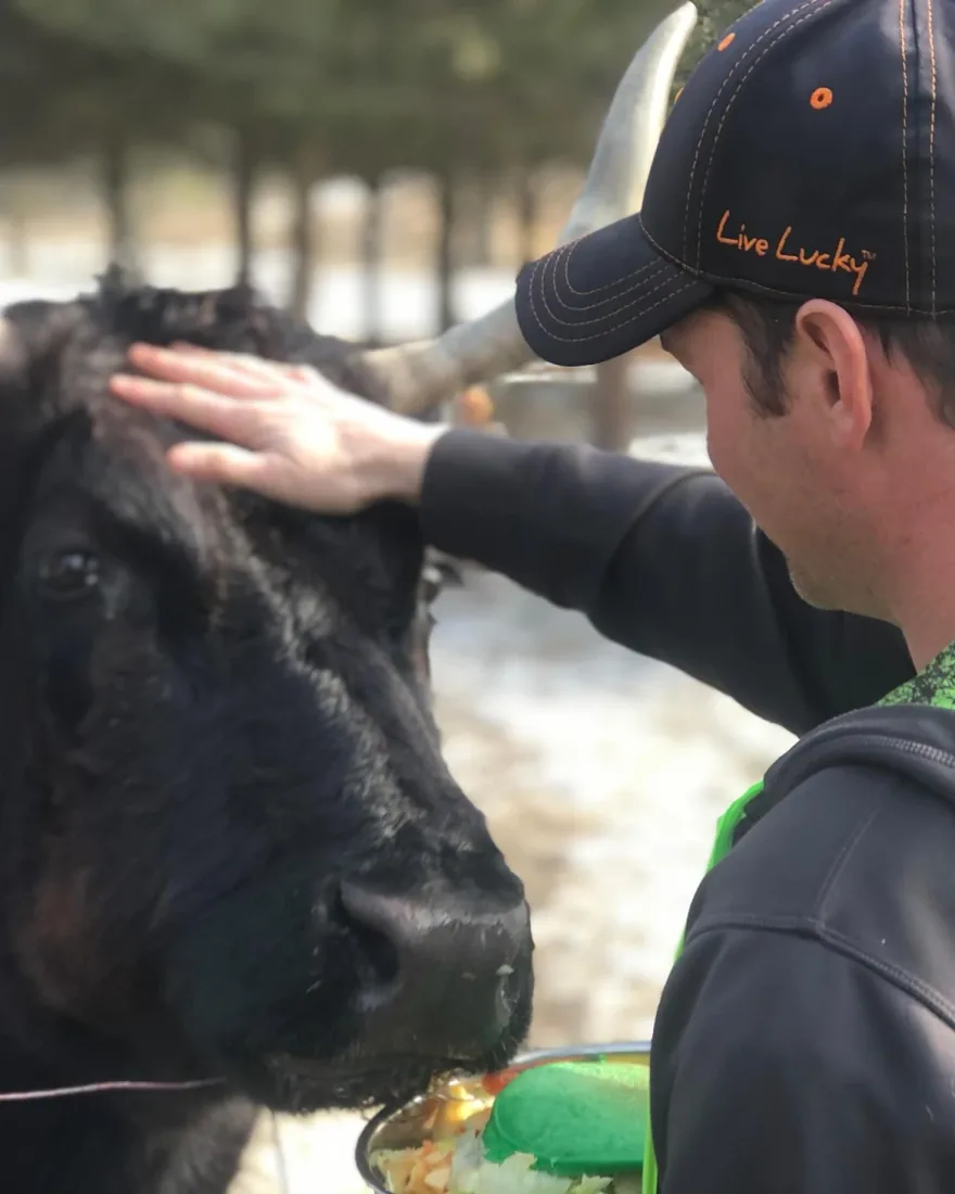 A gentle moment between a caregiver and a rescued cow