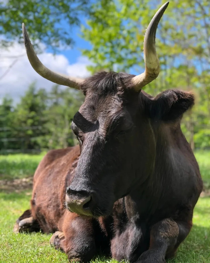 A rescued cow resting in the green grass