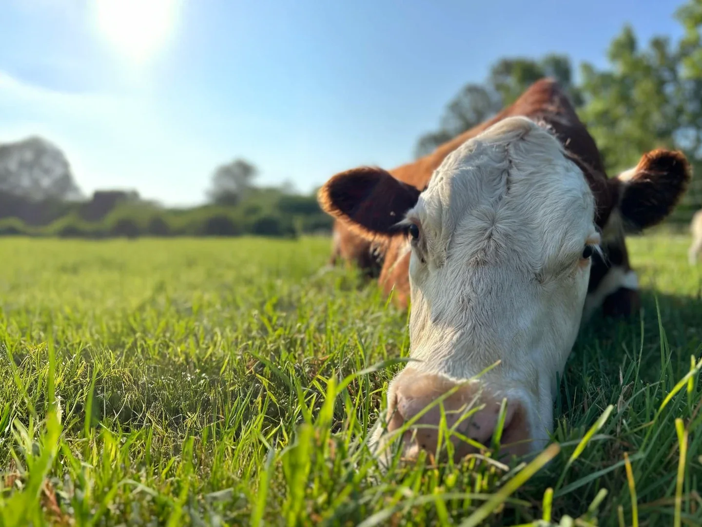 A rescued cow resting in sunlit grass at GLO Farm Sanctuary