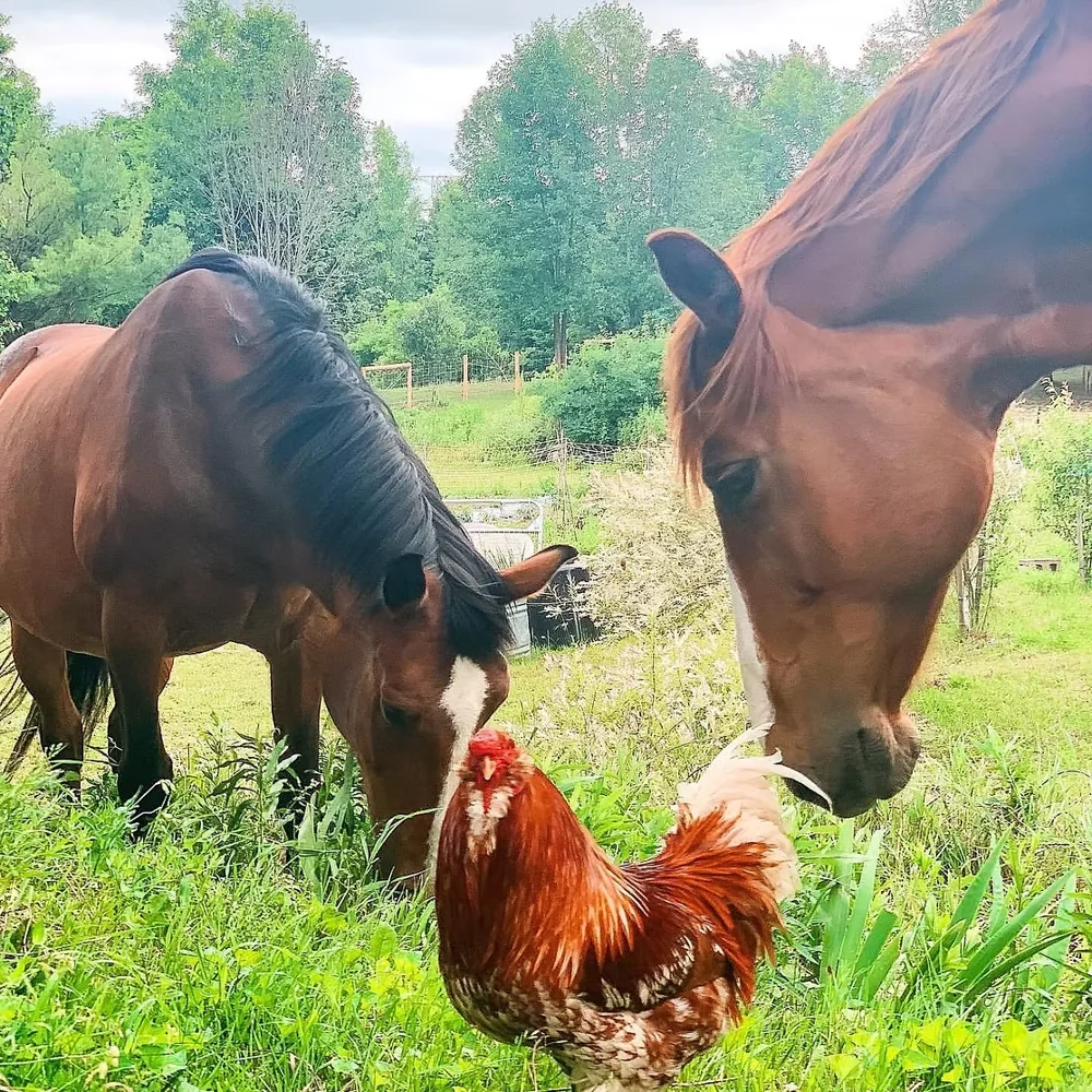 Horses, a cow and a hen together in the sanctuary pasture