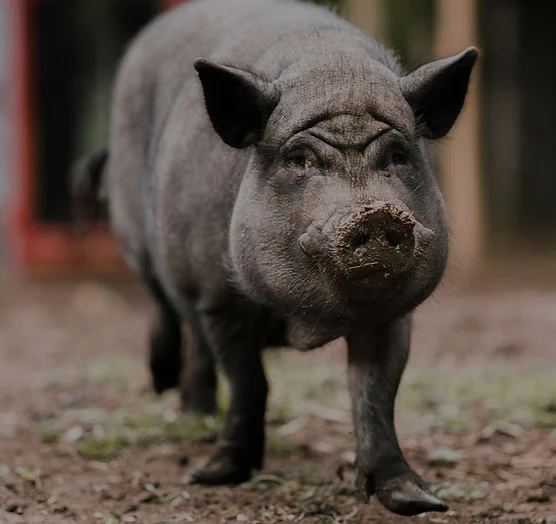 Big Pig