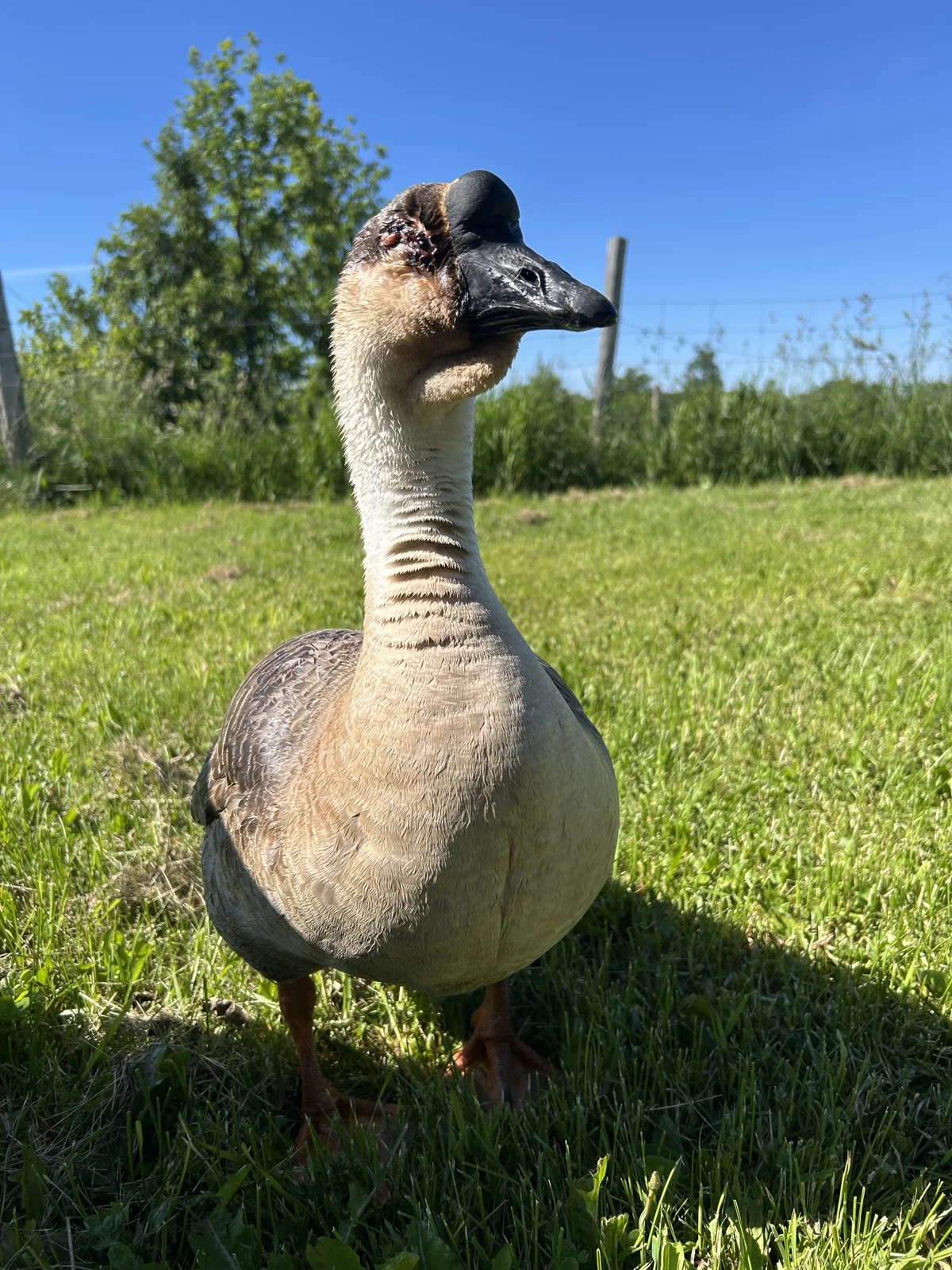 A sanctuary duck in the sunshine at GLO Farm Sanctuary