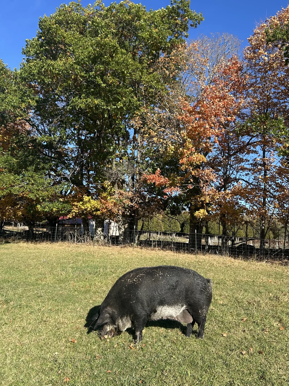 A pig resting beneath autumn trees at GLO Farm Sanctuary