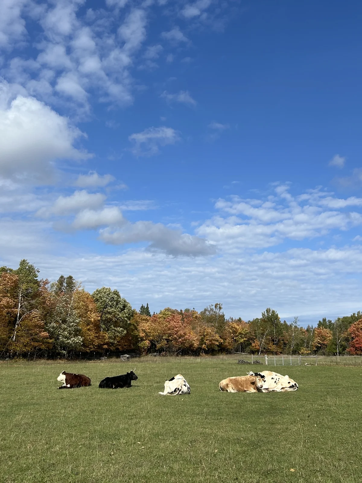 Sanctuary cows resting in a wide pasture beneath a blue autumn sky
